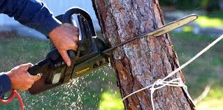 Leaf Removal in Bacliff, TX