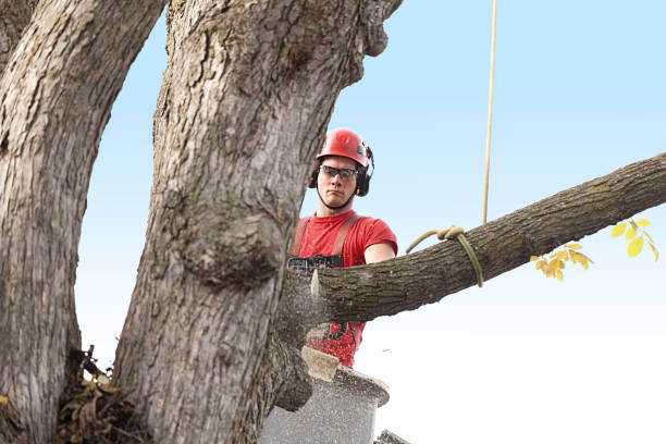 How Our Tree Care Process Works  in  Bacliff, TX